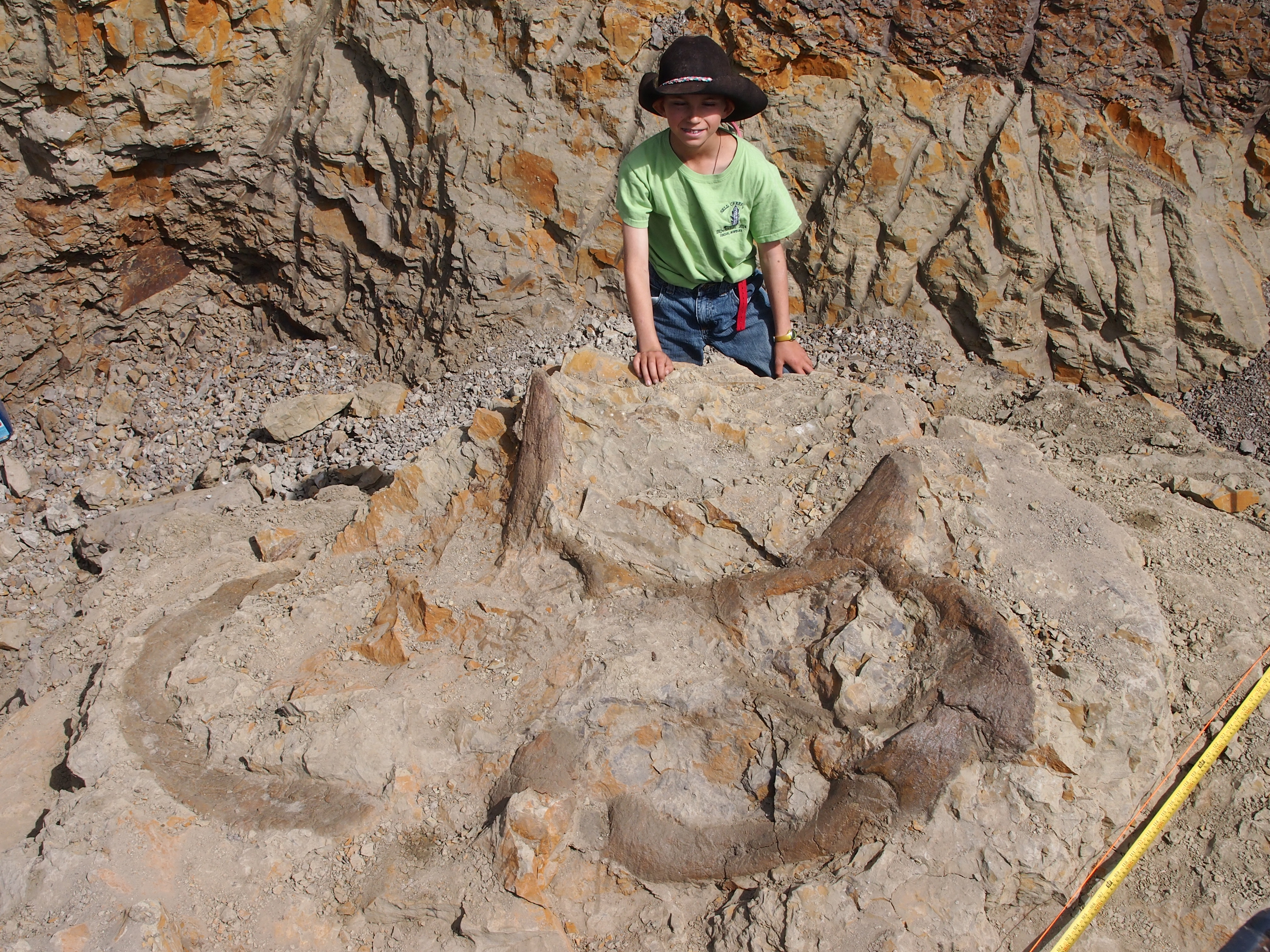 Named after its discoverer Luke Phipps, Luke is a Triceratops prorsus skeleton and skull mostly articulated. Very rare in the Hell Creek Formation. 