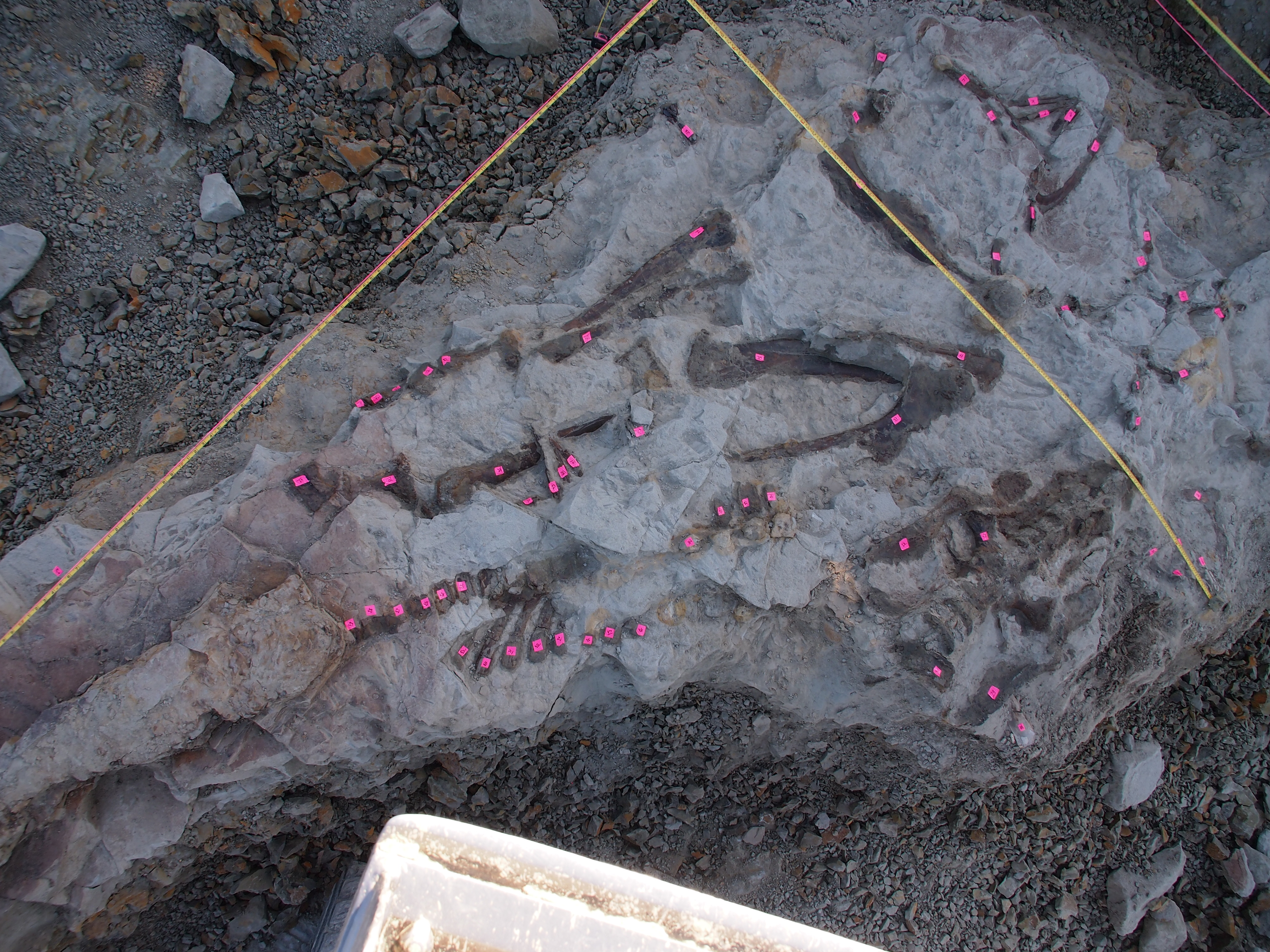 Hadrosaur skeleton discovered in 2018. Partially articulated with skin. Sub-adult edmontosaur from the Hell Creek Formation of Montana.