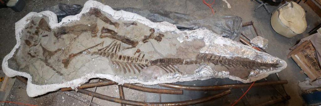 Edmontosaurus sub-adult skeleton found in 2018. Full skeleton in one field jacket in the lab. Hell Creek Formation MT 2018.