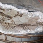 Edmontosaurus sub-adult skeleton found in 2018. Full skeleton in one field jacket in the lab. Hell Creek Formation MT 2018.