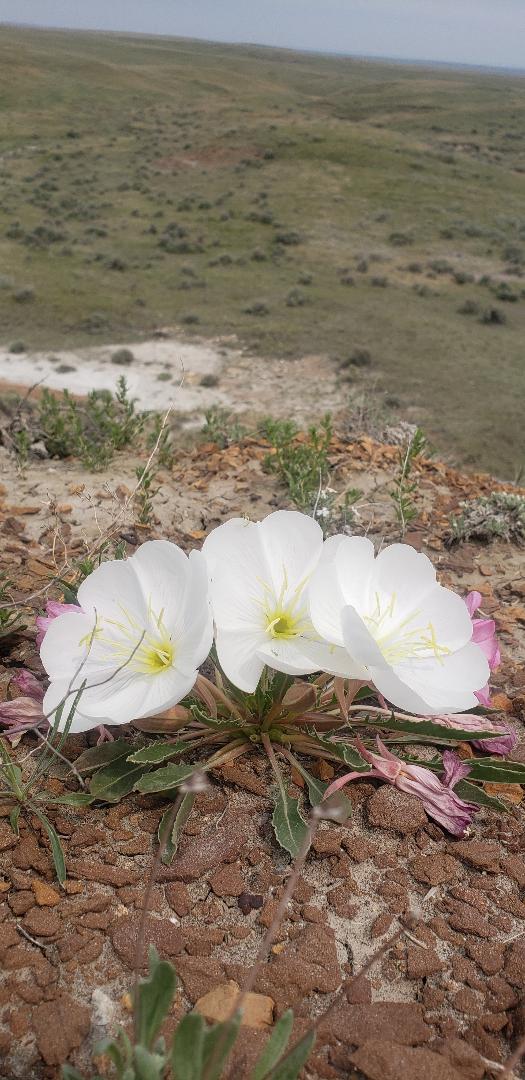 Badlands Flowers