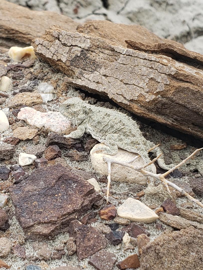 Horned Lizard