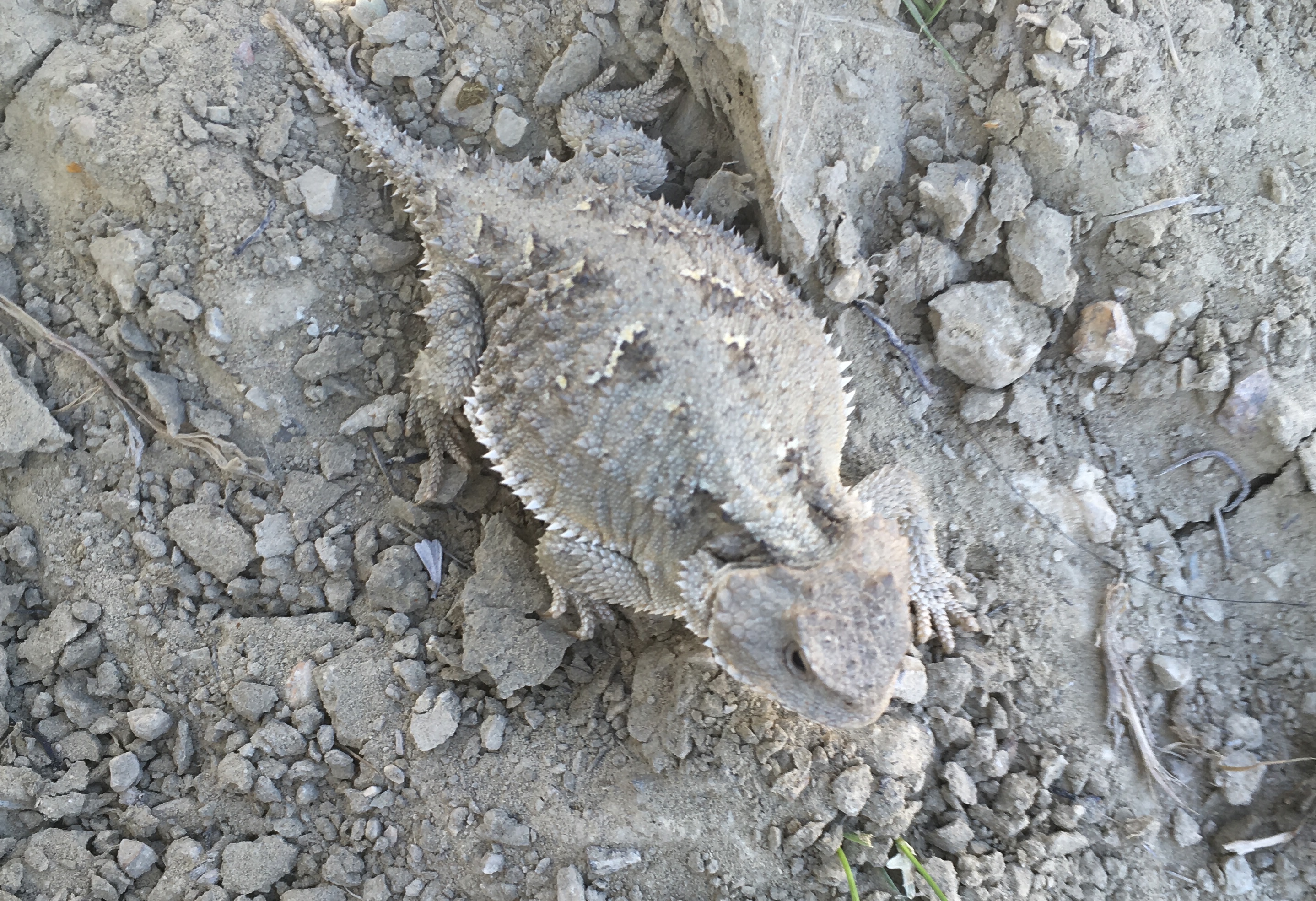 Badlands Horned Lizard