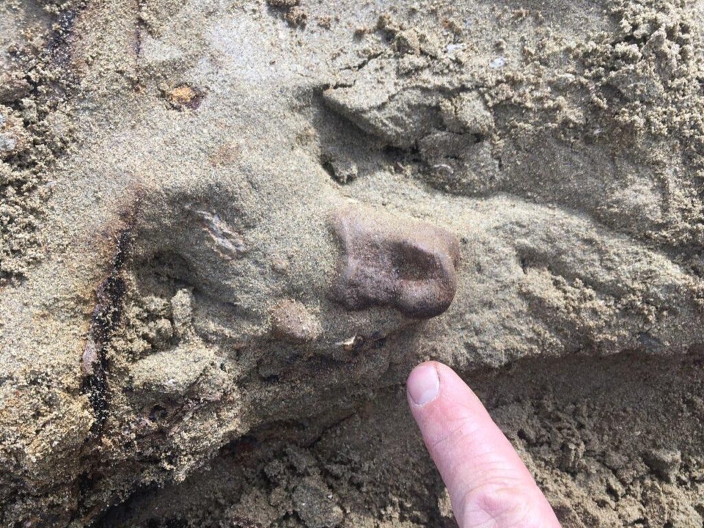 Pachycephalosaurus foot digit in-situ. Discovered by Clayton and Luke 4/7/2020