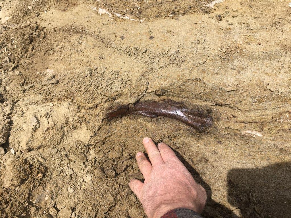 Small herbivore femur in-situ. Discovered by Clayton and Luke 4/7/2020